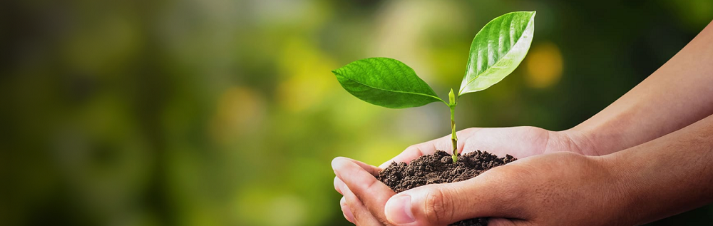 Biochar