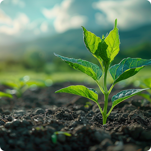 Biochar That Works Where It Matters Most